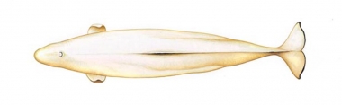 Image of Beluga (Delphinapterus leucas) - Topside