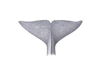 Image of Beluga (Delphinapterus leucas) - Fluke of immature