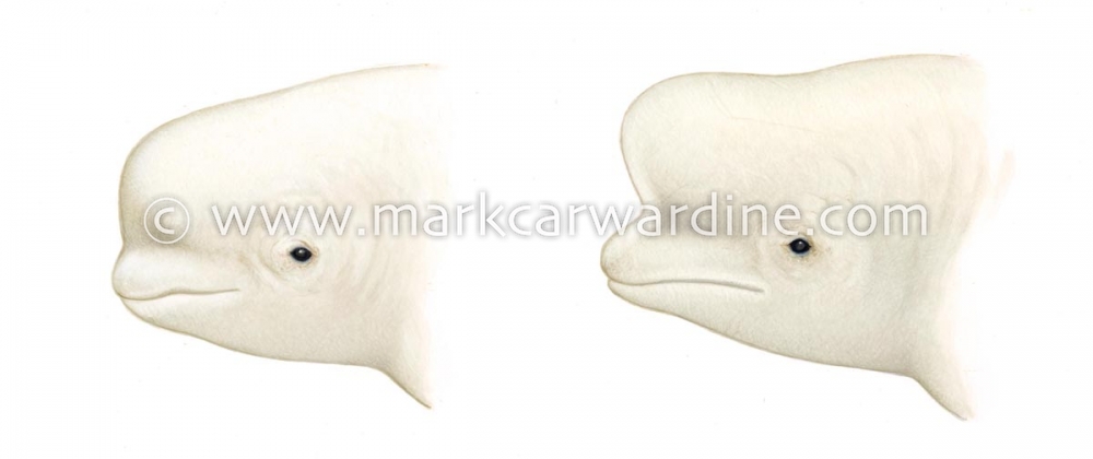 Beluga (Delphinapterus leucas)
