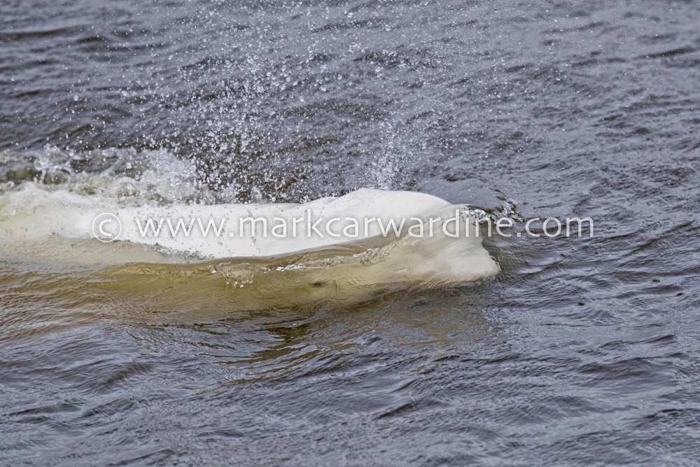 Beluga (Delphinapterus leucas)