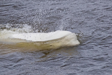 Image of Beluga (Delphinapterus leucas) - Surfacing, Anadyr River, Russian Far East