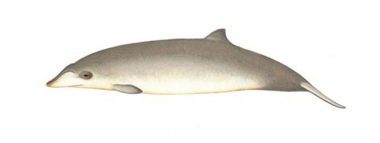 Image of Blainville’s beaked whale (Mesoplodon densirostris) - Calf