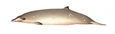 Image of Blainville’s beaked whale (Mesoplodon densirostris) - Adult female variation