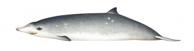 Image of Blainville’s beaked whale (Mesoplodon densirostris) - Adult female