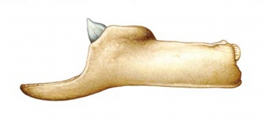 Image of Blainville’s beaked whale (Mesoplodon densirostris) - Adult male lower jaw