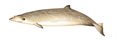 Image of Blainville’s beaked whale (Mesoplodon densirostris) - Adult male variation