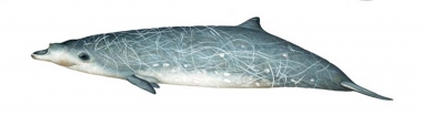 Image of Blainville’s beaked whale (Mesoplodon densirostris) - Adult male