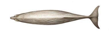 Image of Blainville’s beaked whale (Mesoplodon densirostris) - Topside (adult male)