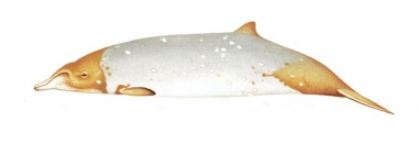 Image of Blainville’s beaked whale (Mesoplodon densirostris) - Ochre to gold patches casued by diatoms (two-toned female)