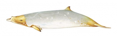 Image of Blainville’s beaked whale (Mesoplodon densirostris) - Ochre to gold patches casued by diatoms (two-toned male)