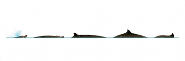 Image of Blainville’s beaked whale (Mesoplodon densirostris) - Dive sequence