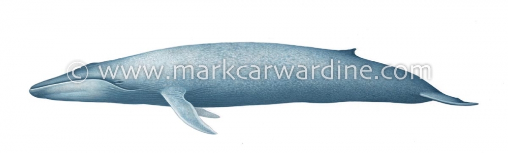 Blue whale (Balaenoptera musculus)