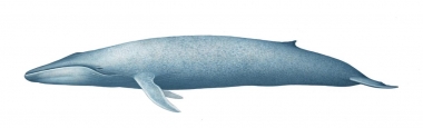 Image of Blue whale (Balaenoptera musculus) - Adult 