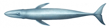 Image of Blue whale (Balaenoptera musculus) - Upperside