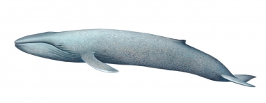 Image of Blue whale (Balaenoptera musculus) - Calf