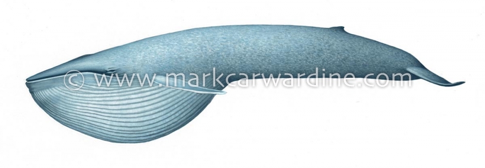 Blue whale (Balaenoptera musculus)