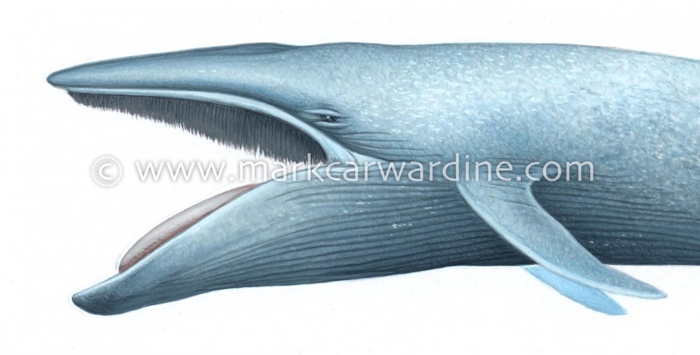 Blue whale (Balaenoptera musculus)