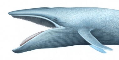 Image of Blue whale (Balaenoptera musculus) - Open mouth showing baleen plates