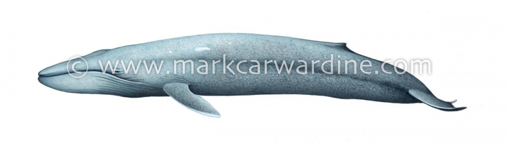 Blue whale (Balaenoptera musculus)