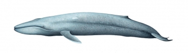 Image of Blue whale (Balaenoptera musculus) - Adult pygmy blue whale