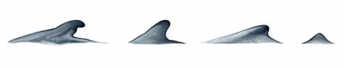 Image of Blue whale (Balaenoptera musculus) - Dorsal fin variations