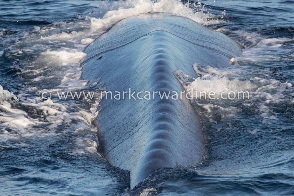 Blue whale (Balaenoptera musculus)