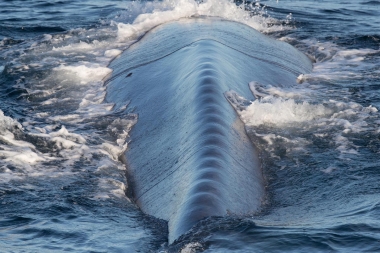 Image of Blue whale (Balaenoptera musculus) - Underfed individual with protruding vertebrae, Sea of Cortez, Baja California, Mexico