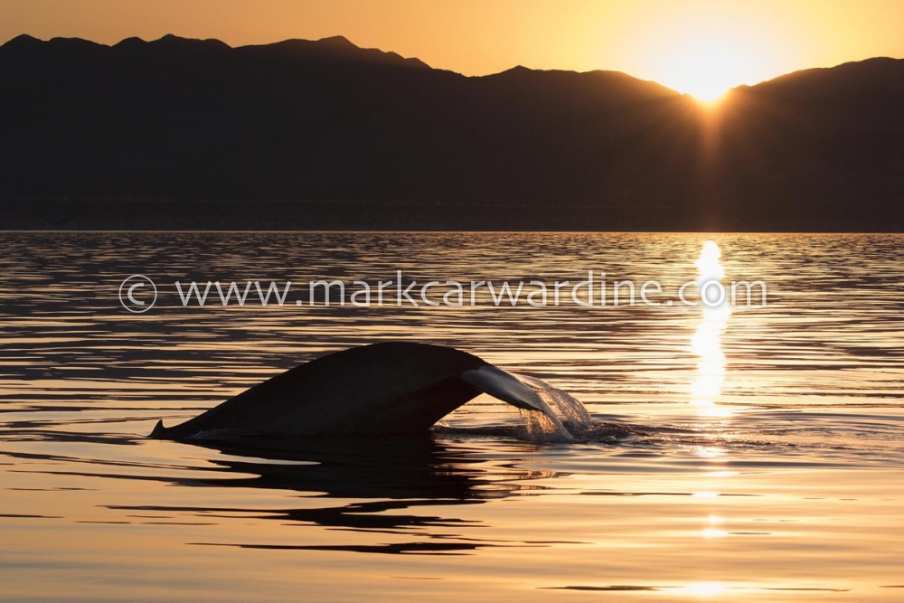 Blue whale (Balaenoptera musculus)