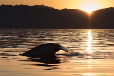 Image of Blue whale (Balaenoptera musculus) - Fluking, Sea of Cortez, Baja California, Mexico
