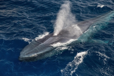Image of Blue whale (Balaenoptera musculus) - Surfacing, Sea of Cortez, Baja California, Mexico