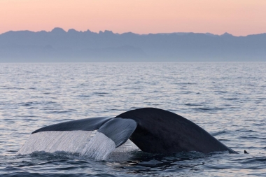 Image of Blue whale (Balaenoptera musculus) - Fluking, Sea of Cortez, Baja California, Mexico