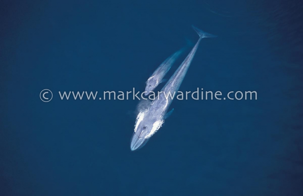 Blue whale (Balaenoptera musculus)