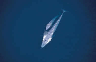 Image of Blue whale (Balaenoptera musculus) - Aerial view of surfacing mother and calf, Sea of Cortez, Baja California, Mexico 