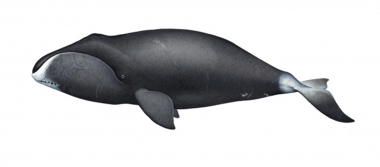 Image of Bowhead whale (Balaena mysticetus) - Adult