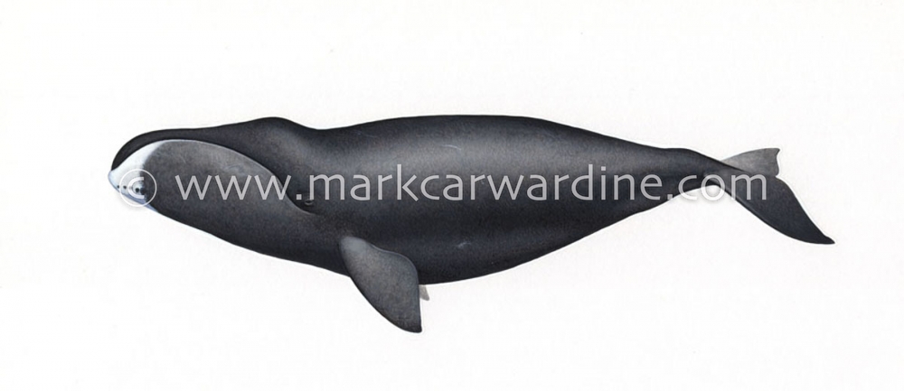 Bowhead whale (Balaena mysticetus)