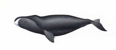 Image of Bowhead whale (Balaena mysticetus) - Adult