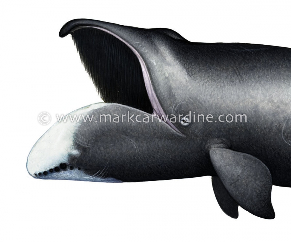 Bowhead whale (Balaena mysticetus)