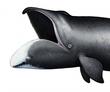 Image of Bowhead whale (Balaena mysticetus) - Open mouth, showing baleen plates