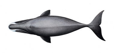 Image of Bowhead whale (Balaena mysticetus) - Topside, adult