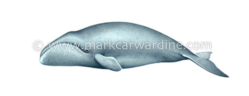 Bowhead whale (Balaena mysticetus)