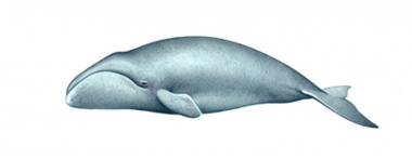 Image of Bowhead whale (Balaena mysticetus) - Calf