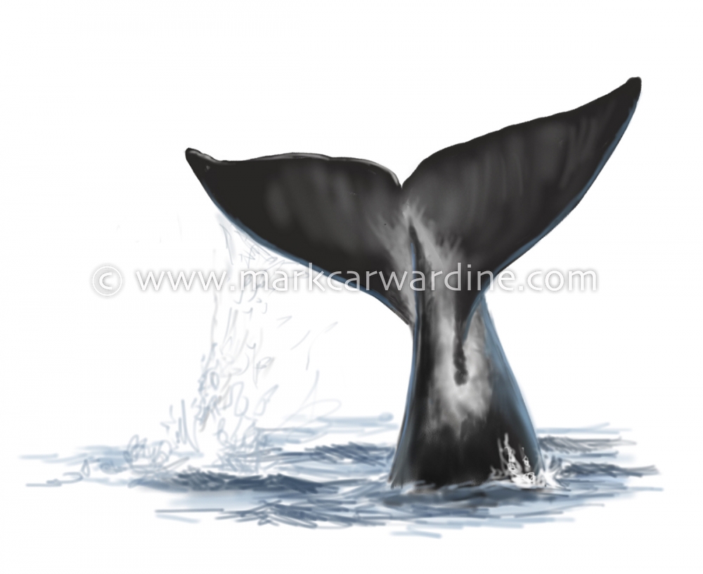 Bowhead whale (Balaena mysticetus)