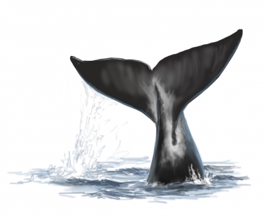Image of Bowhead whale (Balaena mysticetus) - Fluking