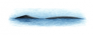 Image of Bowhead whale (Balaena mysticetus) - Characteristic double-humped surface profile