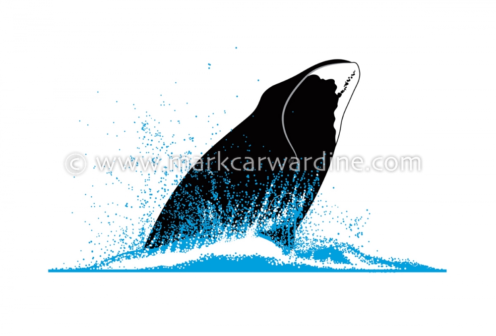 Bowhead whale (Balaena mysticetus)