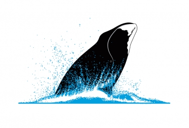 Image of Bowhead whale (Balaena mysticetus) - Breaching