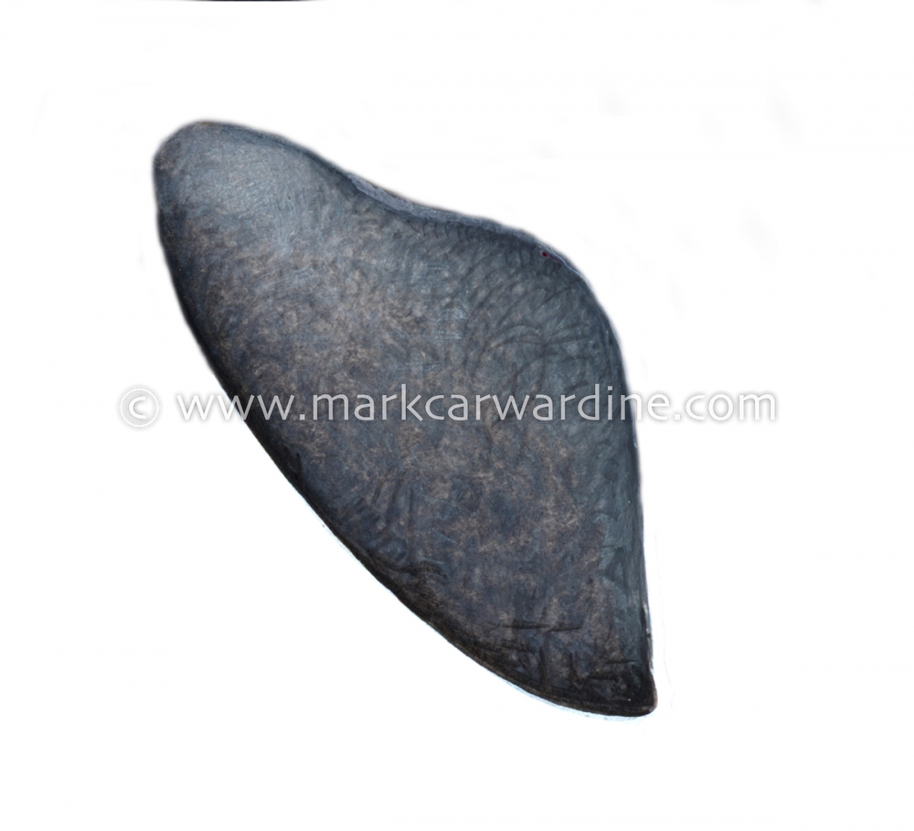 Bowhead whale (Balaena mysticetus)