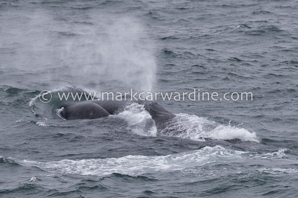 Bowhead whale (Balaena mysticetus)