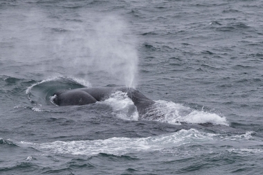 Image of Bowhead whale (Balaena mysticetus) - Surfacing, showing distinctive strongly arched mouthline