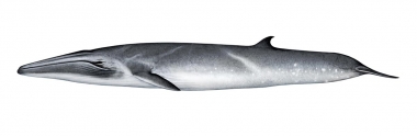 Image of Bryde’s whale (Balaenoptera edeni) - Adult